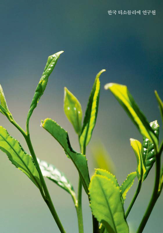 티, 산지에서 찻잔까지①&nbsp;차나무