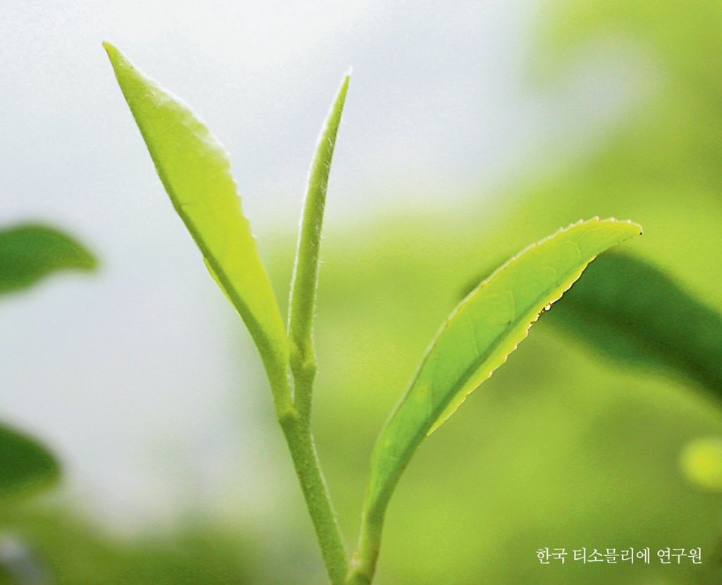 찻잎의 수확, 채엽(採葉)