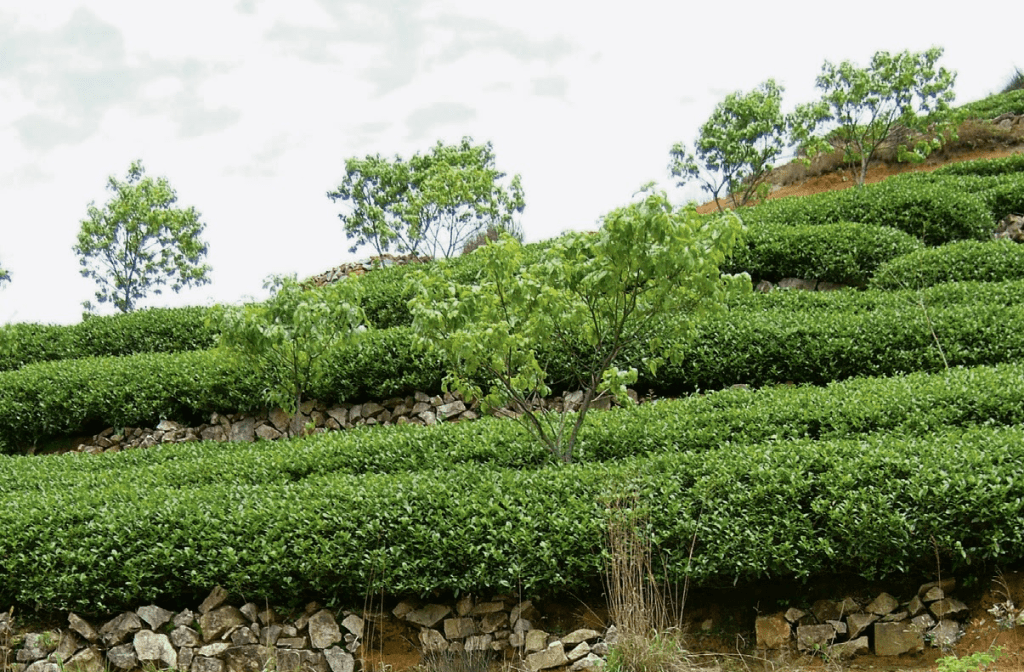 중국 다원과 차나무