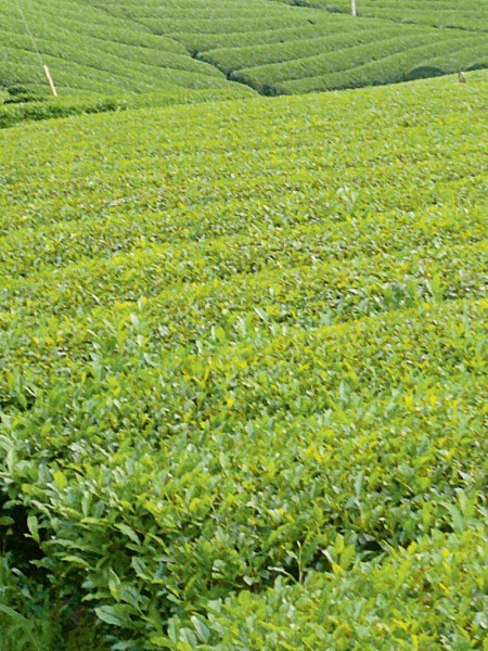 녹차 대국 ②, 해양성 기후를 받으며 독특하게 운영되는 일본의 차나무와&nbsp;다원들