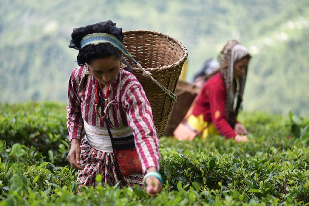 찻잎의 수확 과정