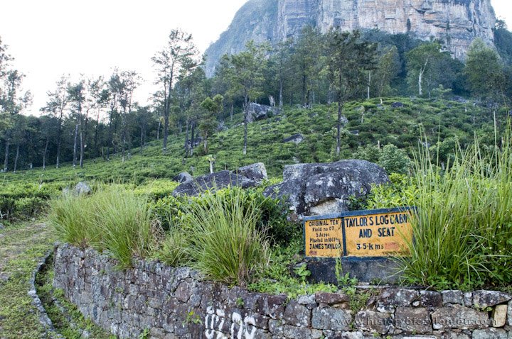 차나무와 재배지