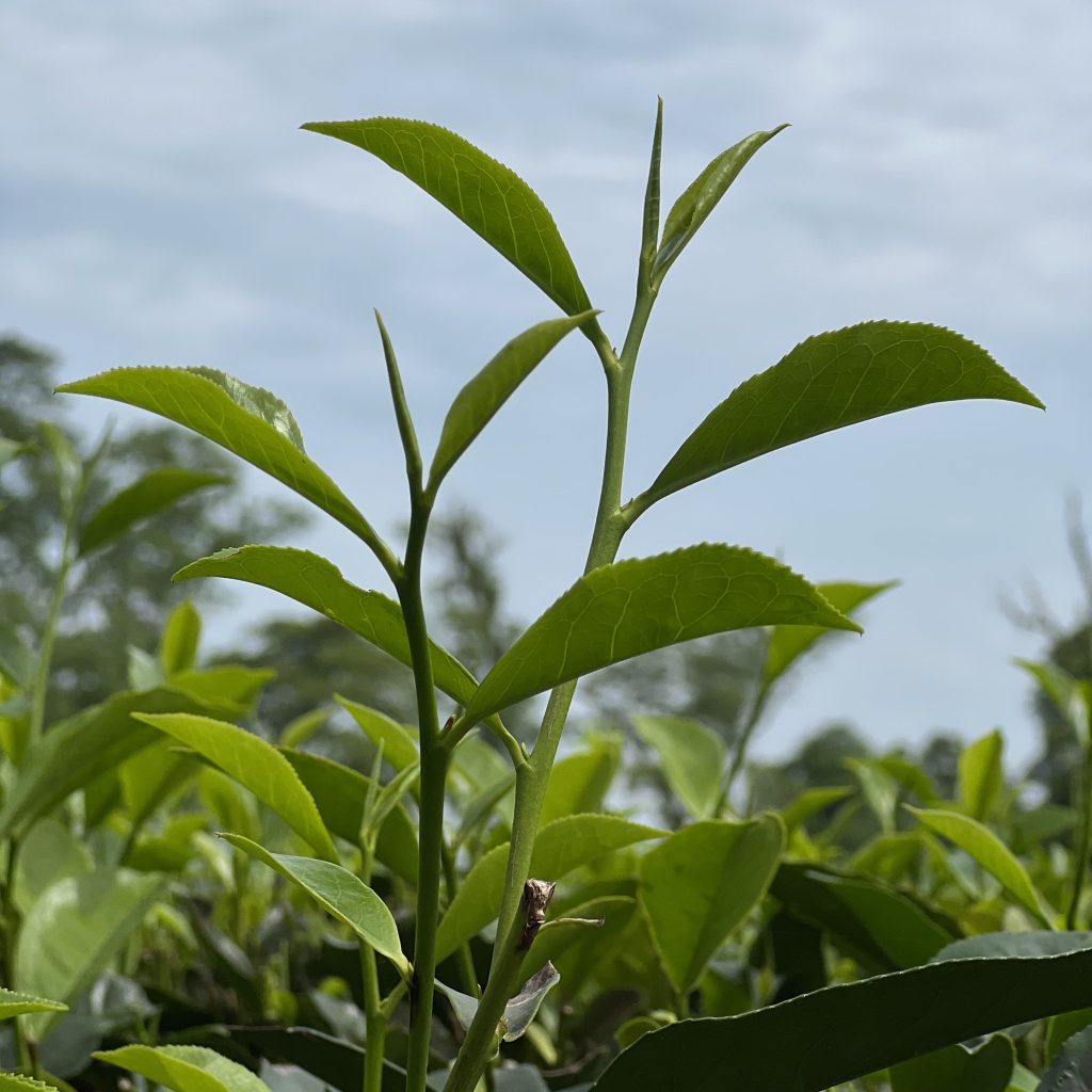 새싹, 최고급 찻잎의&nbsp;기준은?