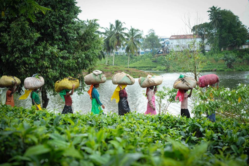 홍차와 그 제조 과정&nbsp;①