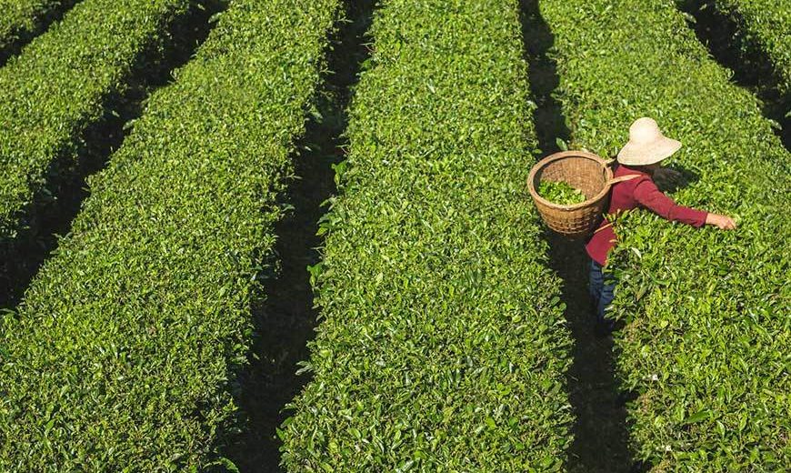 차의 공정 거래, 훈련과 투자의&nbsp;선순환