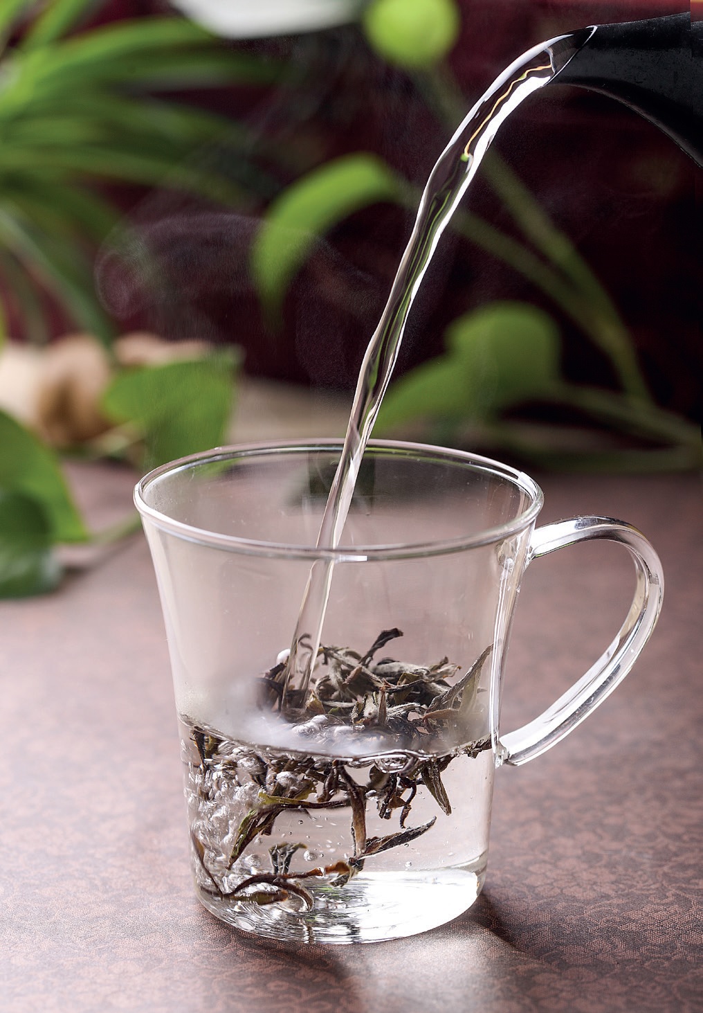 백차(白茶)의 제다(製茶) 과정